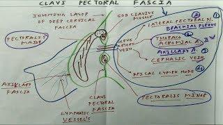 Clavi Pectoral Fascia | The Charsi of Medical Literature