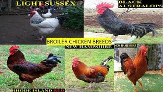 BROILER CHICKEN BREEDS