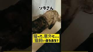 【ドジっ子】我が家のお笑い担当　サビ猫ソラ。#shorts  #ねこ　#cat  #cute #さび猫　#保護猫