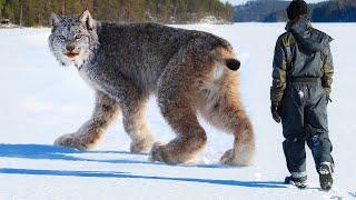 10 Rarest Wild Cats In The World