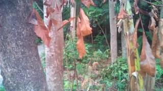 Lihat, Daun Ini Bergoyang dan Beda dari Daun disampingnya