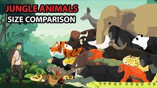 Jungle Animals Size Comparison | Animal Animation