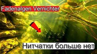 Как я избавился от нитчатки. Fadenalgen Vernichter - Algen im Gartenteich entfernen.