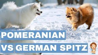 Pomeranian vs. German Spitz: Similarities & Shocking Differences!