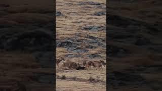 Wolves attacking a pair of honey badgers