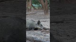 Airgun Slams a Big Hog!    #airgunhunting    #hoghunting    #bigboreairgun