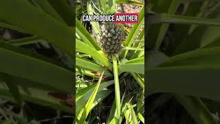 Pineapple math  #pineapple #pineappleplant #growingpineapples #andrethefarmer #gardeningtips