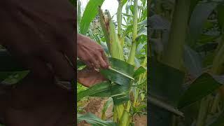 Save Maize crop from wild parrots naturally #farming #agriculture #maize