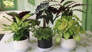 How to Grow Indoor Plants | Mitre 10 Easy As Garden