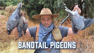 Hunting North America's Largest Wild Pigeon - BANDTAILS