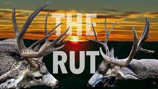 THREE BUCKS DOWN!!! 2 Non-Typical Mule deer hunt | S8E10 | Limitless Outdoors