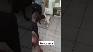 Escuta essa!  #pets #cachorro #cachorro #labrador