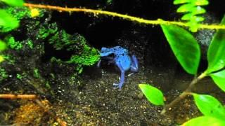 Rana flecha azulinegra Dendrobates azureus