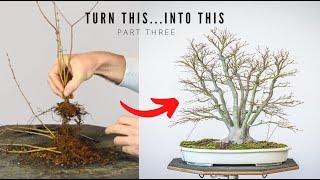 Japanese Maple Bonsai from Seedlings | 3-Year Follow-up | Bonsai-U