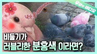 다음 중 비둘기가 아닌 것을 찾으시오 (정답 : 없음) ┃Find Any of the Following that's not a Pigeon. (Answer: None)