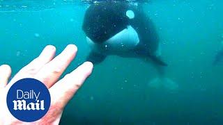 Incredible moment killer whales brush past swimmer in New Zealand