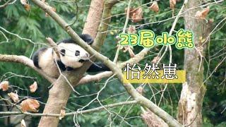 23届小熊怡然崽，住在都江堰熊猫乐园双楠园，挂在树上小小一只，好惬意自得！有着大大的小鸟眼圈，是怡然大崽还是小崽呢？