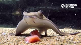 Feeding Time For The Baby Bat Rays!
