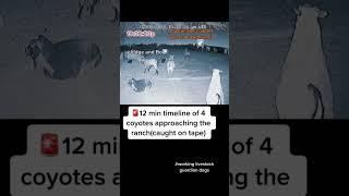 Timeline of coyotes approaching the ranch & our livestock guardian dogs response