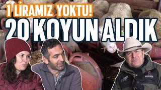 "1 Liramız Yoktu, 20 Koyun Aldık" (Lacaune Çiftliği)  - Küçükbaş Dünyası