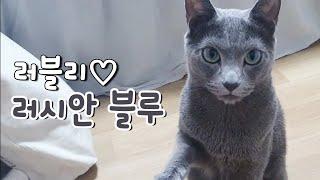 러시안 블루의 모든 것 - 펫스팟 고양이 정보