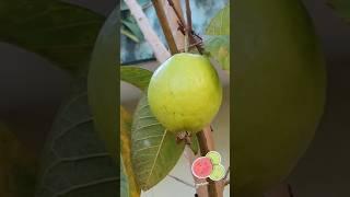 let's eat #gardenfresh #guava  #shorts #youtubeshorts #naturalife