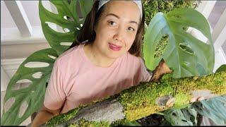 DIY Moss Pole for Huge Plant Growth: The Ultimate Guide for Indoor Climbing Plants 