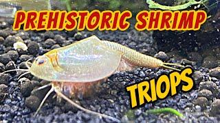 30 Days of Triops - Hatching, Growth and Behavior + Feeding