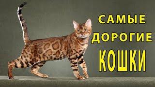 ТОП 10 САМЫХ ДОРОГИХ ПОРОД КОШЕК