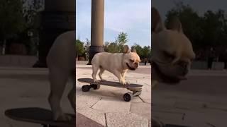 Wait for It... The Hilarious Animal Moments Will Blow Your Mind" #ytshorts #youtubeshorts #podcast