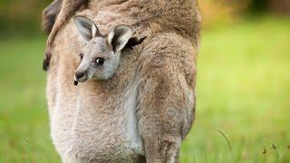 Baby Kangaroos | Joeys | #15 | 'Baby Animals Series' | 'Wilderness & Homestead Creatures'