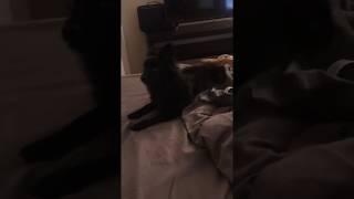 Little dog kicks, Onyx Marie, Angry Pomeranian