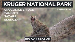 Kruger National Park - Big Cat Season