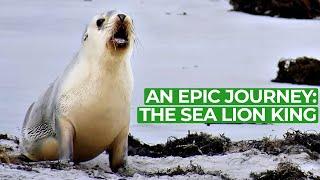 The Sea Lion King - An Epic Adventure | Free Documentary History