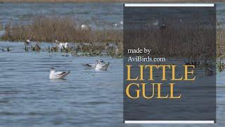 Little Gull [Hydrocoloeus Minutus / Larus Minutus]