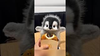Nyam Nyam Nyam #cute #adorable #pet #penguin #babyanimals #fluffy #cuteanimal