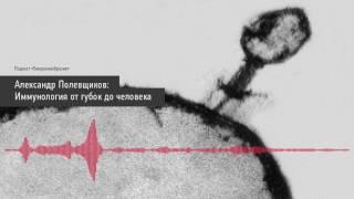 Александр Полевщиков: Иммунология от губок до человека