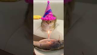 Cute Cat celebrate his birthday with fish #shorts #viralshorts #shortvideo #short #viralvideo