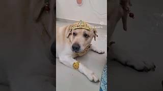 Krishna Jayanthi Special......#dogsofinstagram #dog #famous #funnyvideos #krina #trending #shorts