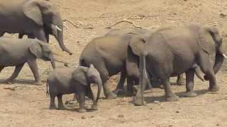 Baby Ele Walk