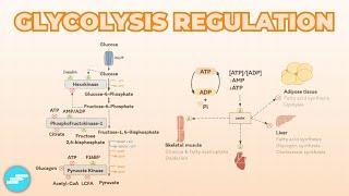 Regulation of Glycolysis | Metabolism