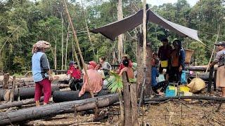 tradisi tahunan orang dayak, menugal di ladang hutan kalimantan