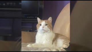 ‘Do your research;’ Pet owner warns others after linking cat’s death to new arthritis drug | WHIO-TV