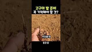 고구마 심을 때 꼭 확인할 것