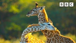 Baby giraffe makes new friends | Serengeti - BBC