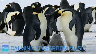 Relaxing Music For Elementary Classroom - Snow Animals - Calming classroom music for children