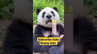 Panda snacking time | subscribe kuku Brainy kidz for more videos