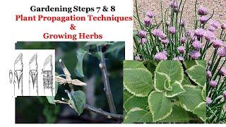 Gardening Steps 7 & 8 Tips On Plant Propagation Techniques and Growing Herbs