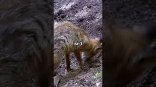  Fantastic Foxes: Nature's Crafty Creatures!  #wildlifeentertainment #awesomeanimals #fox #fyp