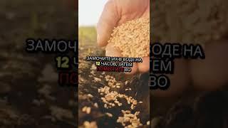 Артишок. Как садить. Методы. Условия. Правила.